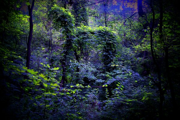 Night silence in a mysterious forest