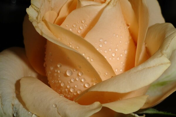 Pink rose macro shooting