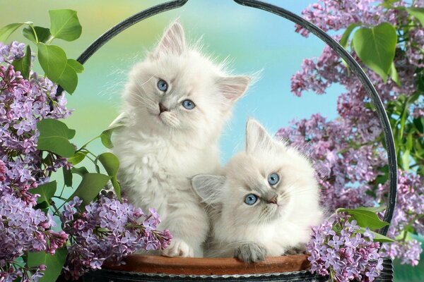 Cute kittens in a basket with lilac