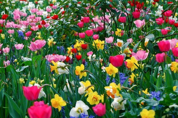 Spring field of tulips and daffodils