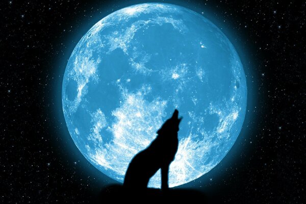 Loup solitaire hurle sur la lune