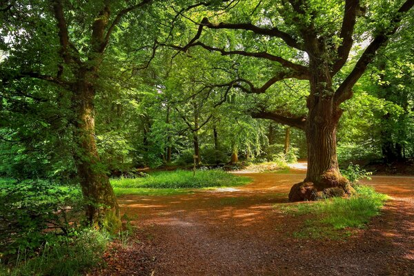 Green, beautiful forest with paths