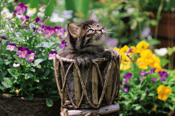 A kitten in a flower pot