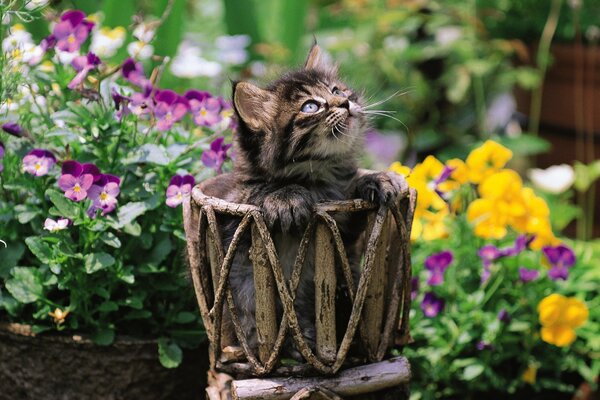 Котёнок в цветочном горшке