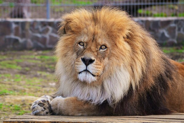 An adult lion with a gorgeous mane is watching others