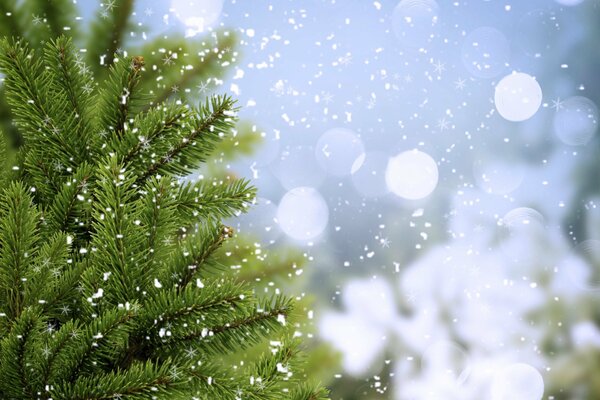Ramas de árboles de Navidad verdes en invierno con copos de nieve