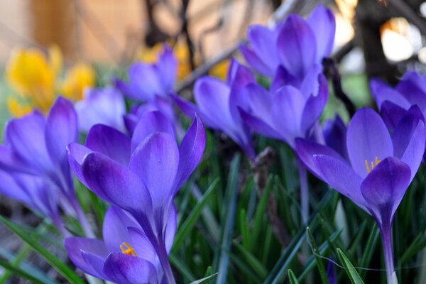 Purple beautiful spring flowers