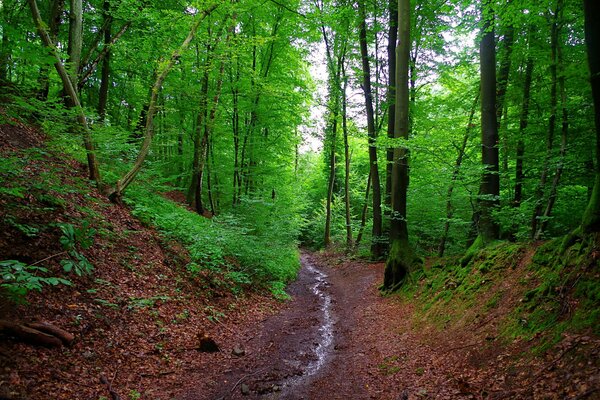 Sentiero nella foresta. Foreste in Baviera