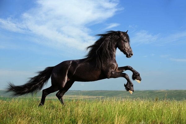 A horse with a thick mane jumps on the green grass