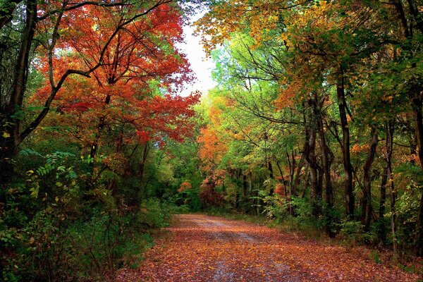 Camino de otoño en el bosque. Paisaje