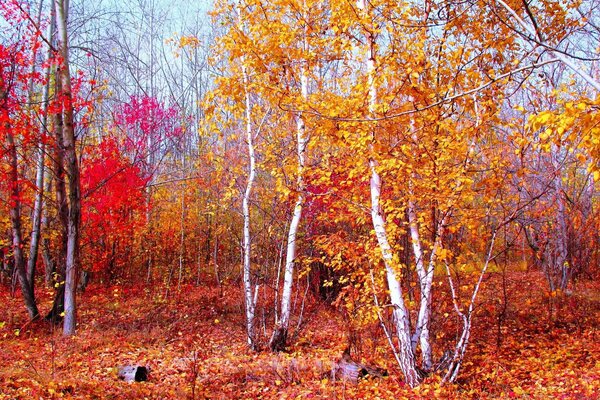 Brzozy z żółtymi liśćmi w jesiennym lesie