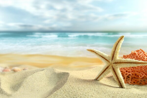 Étoile de mer. Sable sur la plage