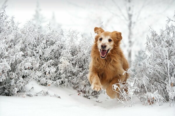 A man s friend is happily running along a snow-covered path