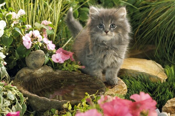 Lindo gatito peludo gris junto al tazón de agua