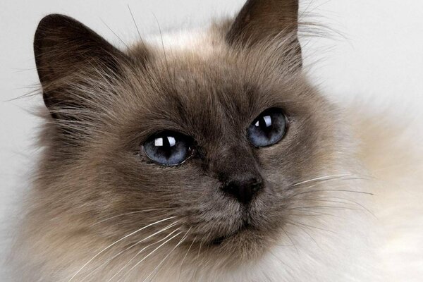 El gato más lindo de la raza siamesa