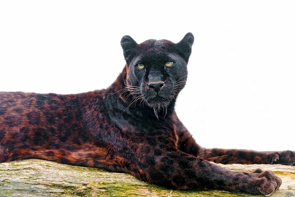 A graceful panther with an amazing color