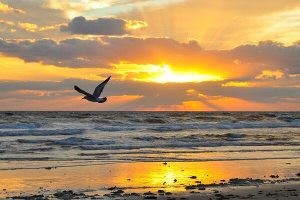 A lonely seagull on the seashore