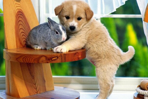 Chien et lapin gris sur un tabouret