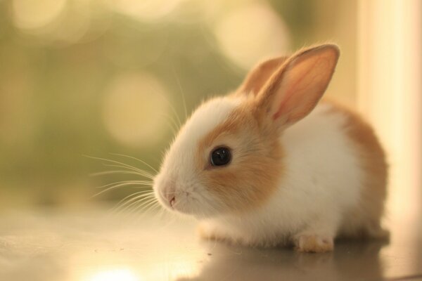 Пушистый кролик с небольшими ушами