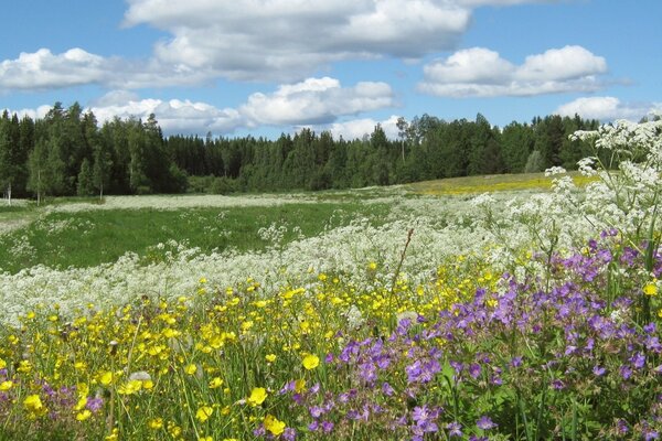 The beauty of summer wildflowers