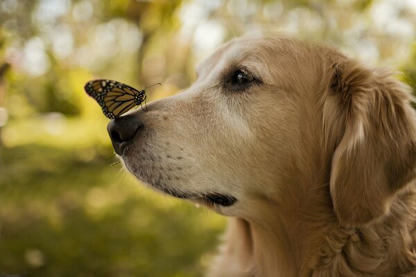 Hermosa mariposa en la nariz del perro