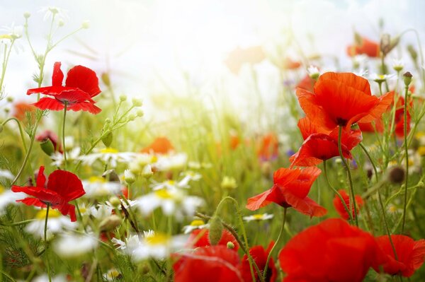 Flores de verano de amapolas y margaritas