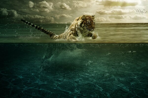 La beauté et la puissance du tigre dans l eau