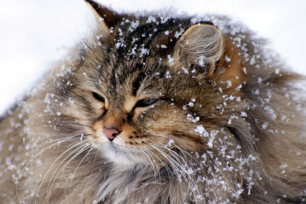 Syberyjski śnieżny piękny kot