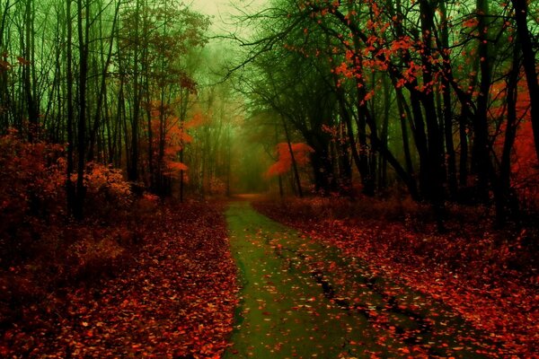 A blurred road in the autumn forest