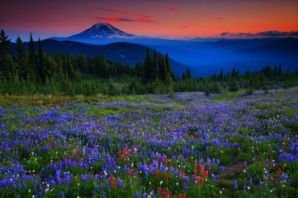 Coucher de soleil sur la pelouse dans les montagnes. Paysage