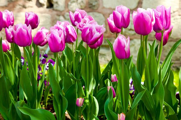 Яркие розовые тюльпаны весной