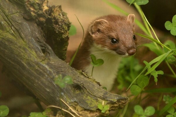 La mirada astuta de un animal del bosque