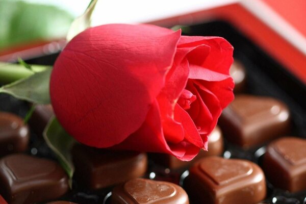 Rose rouge avec des bonbons au chocolat