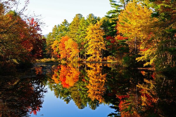 Étang dans la forêt d automne. Reflet du feuillage lumineux dans la surface bleue de l eau