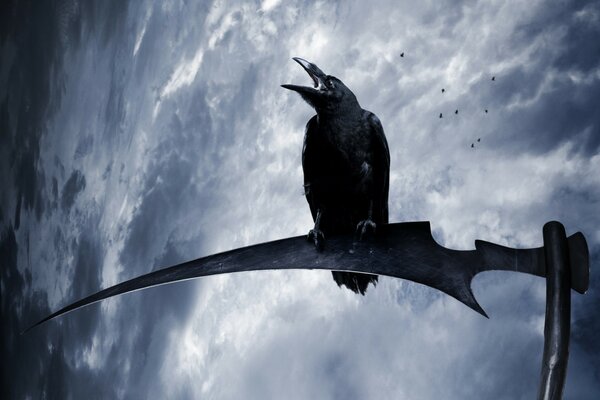 Black raven on the sky background