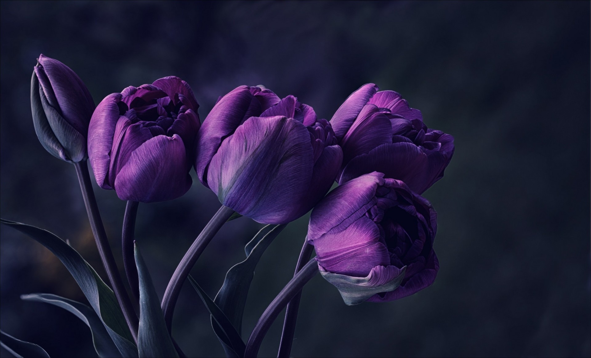 violet fleurs tulipes