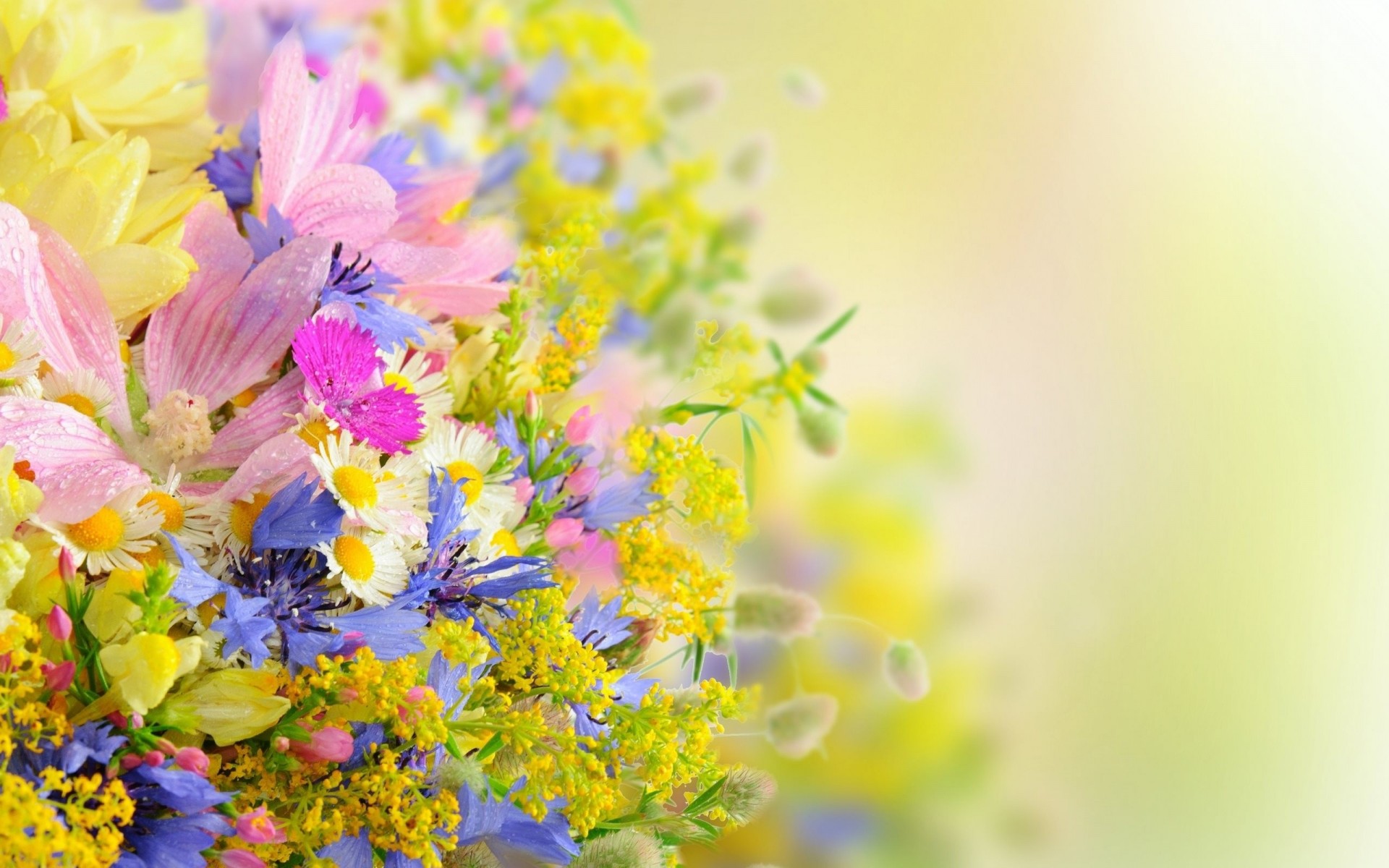 blütenblätter fällt sommer blumen gänseblümchen blumenstrauß im sommer