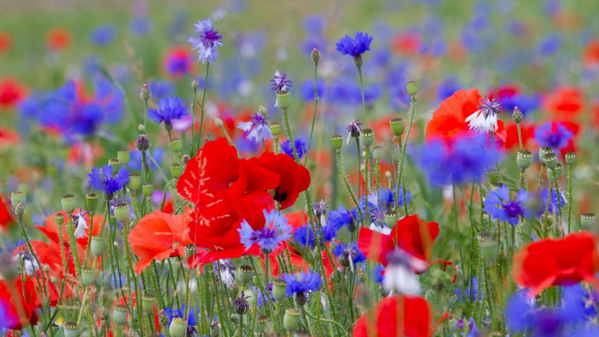 poppies summer flower nature