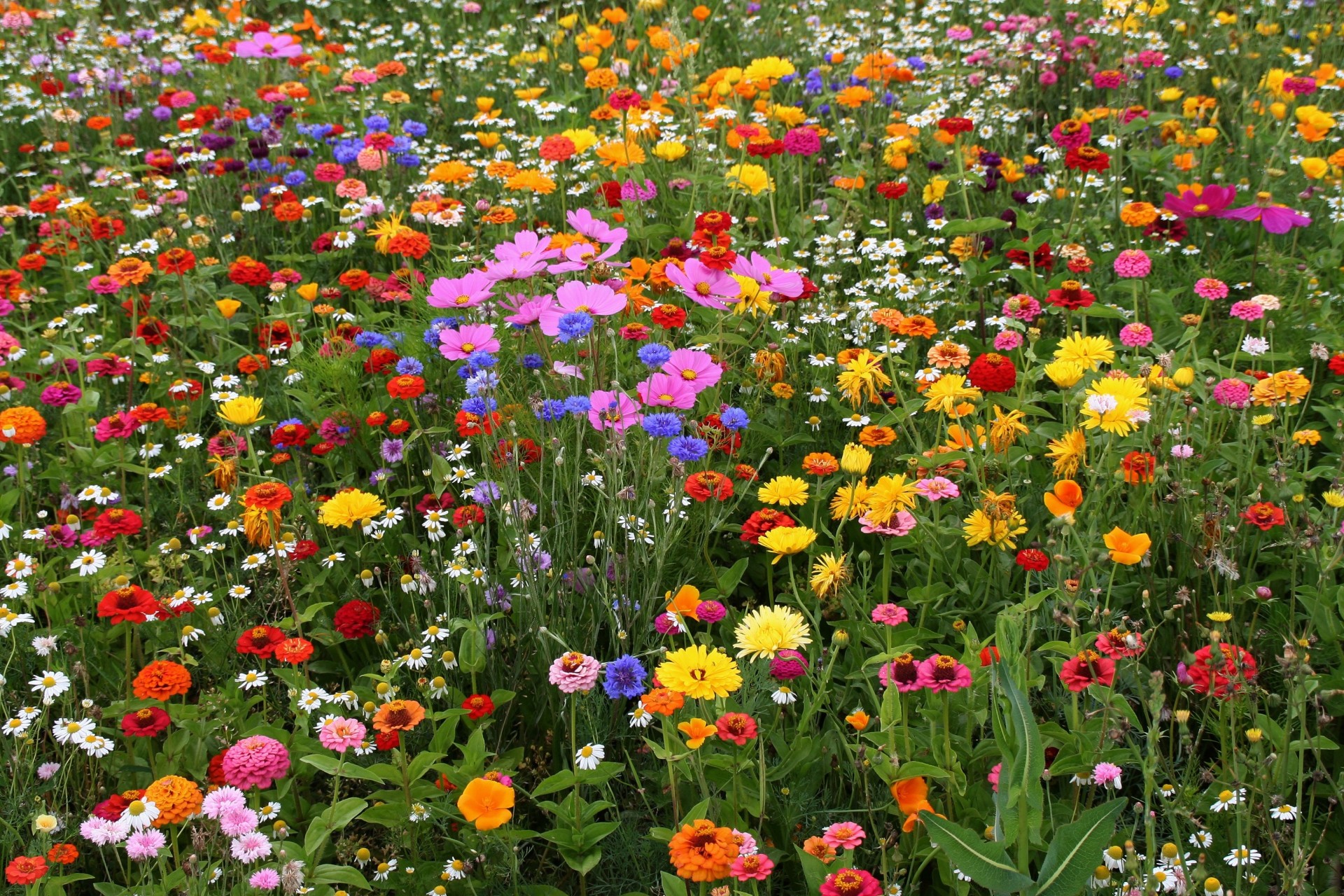 marguerites champ herbes diverses prairie