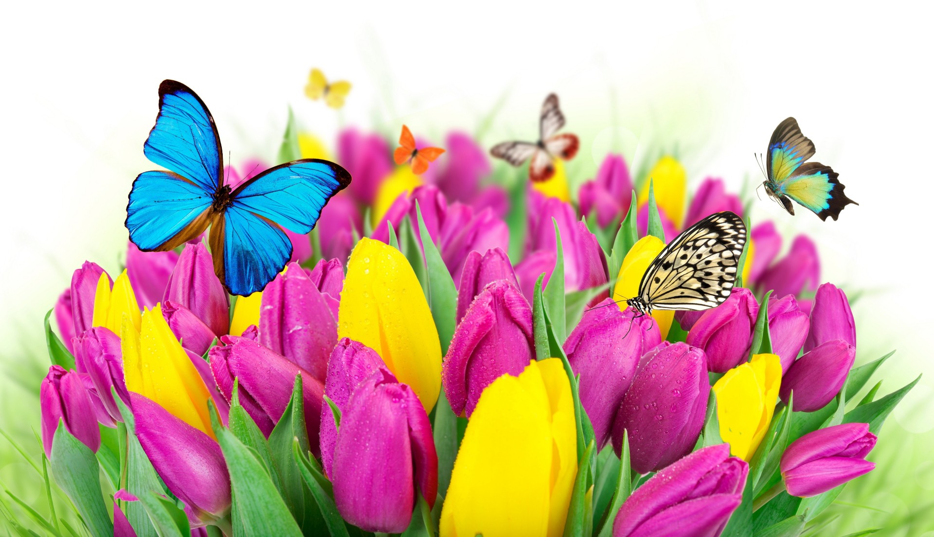 bunt tulpen schmetterlinge blumen frühling frisch schön gelb lila