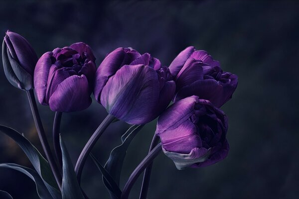 Beau bouquet violet de tulipes