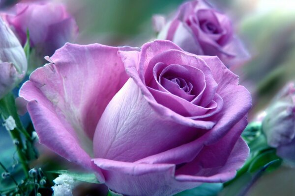 Très belles roses lilas