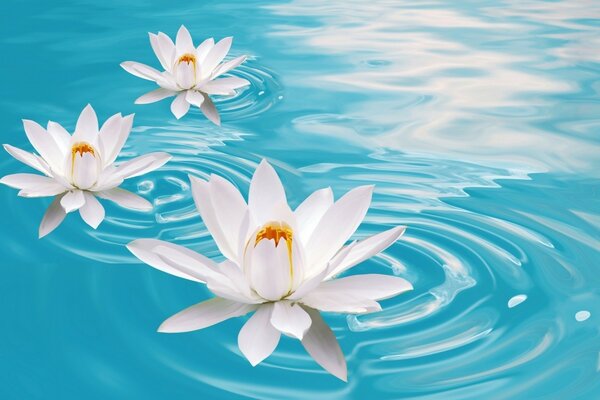 Weiße Blumen auf blauem Wasserhintergrund