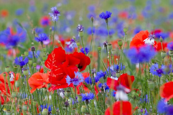 A field with red and blue poppies