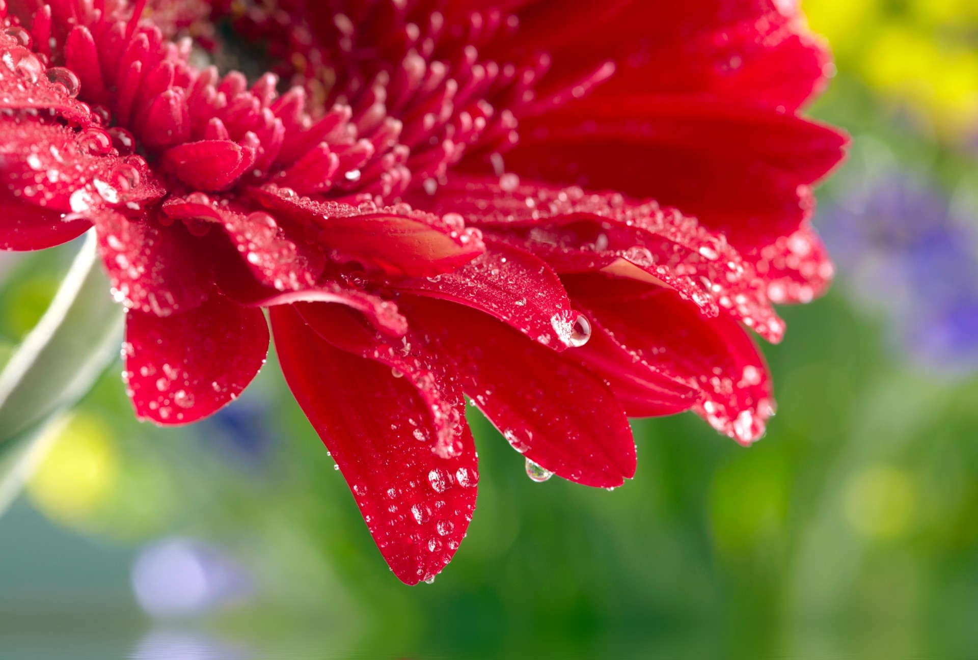 róża kwiat blisko piękne czerwone gerbera stokrotka makro krople wody