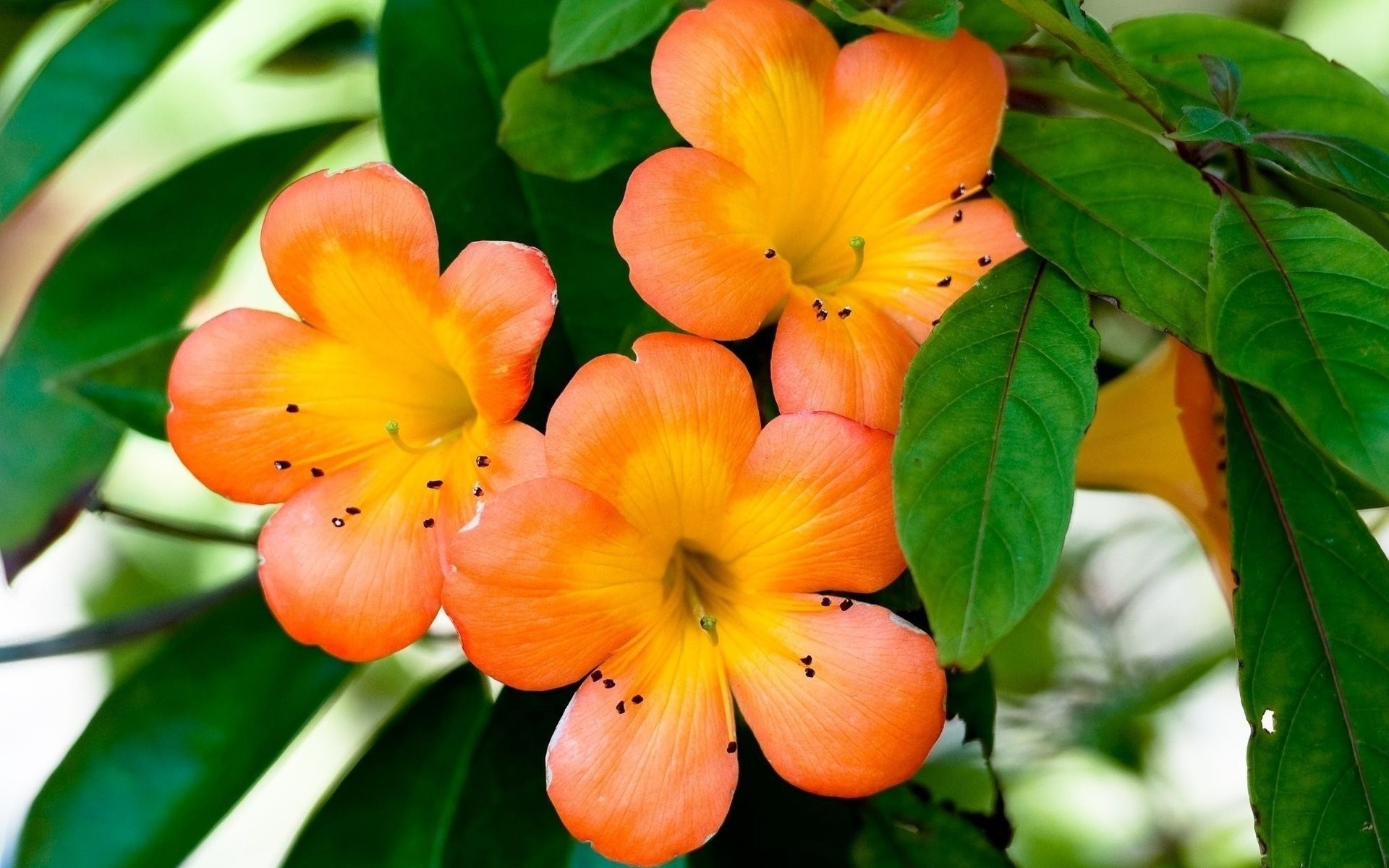 blatt orange blütenblätter