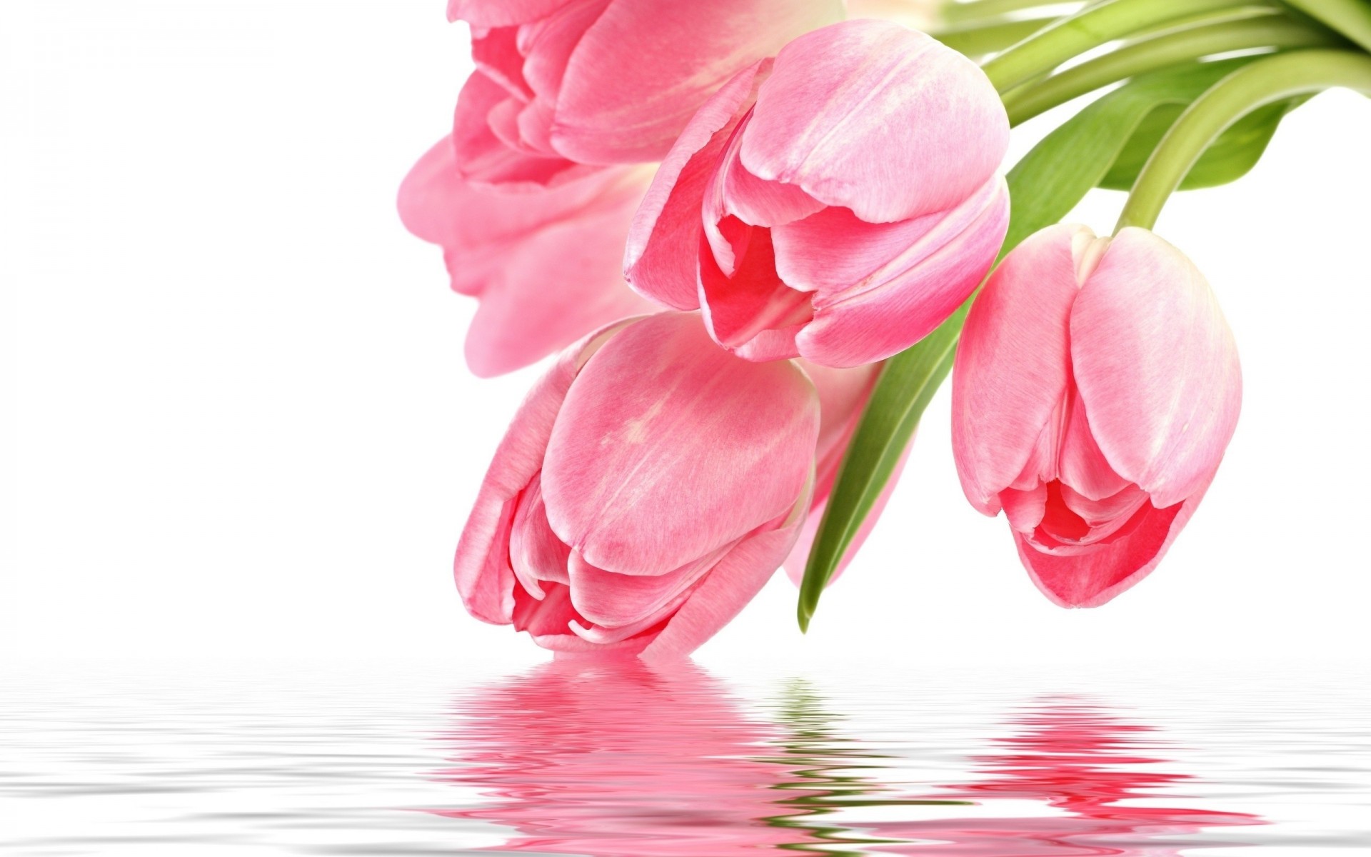 tulpe blumen reflexion mit liebe für sie rosa tulpen rosa