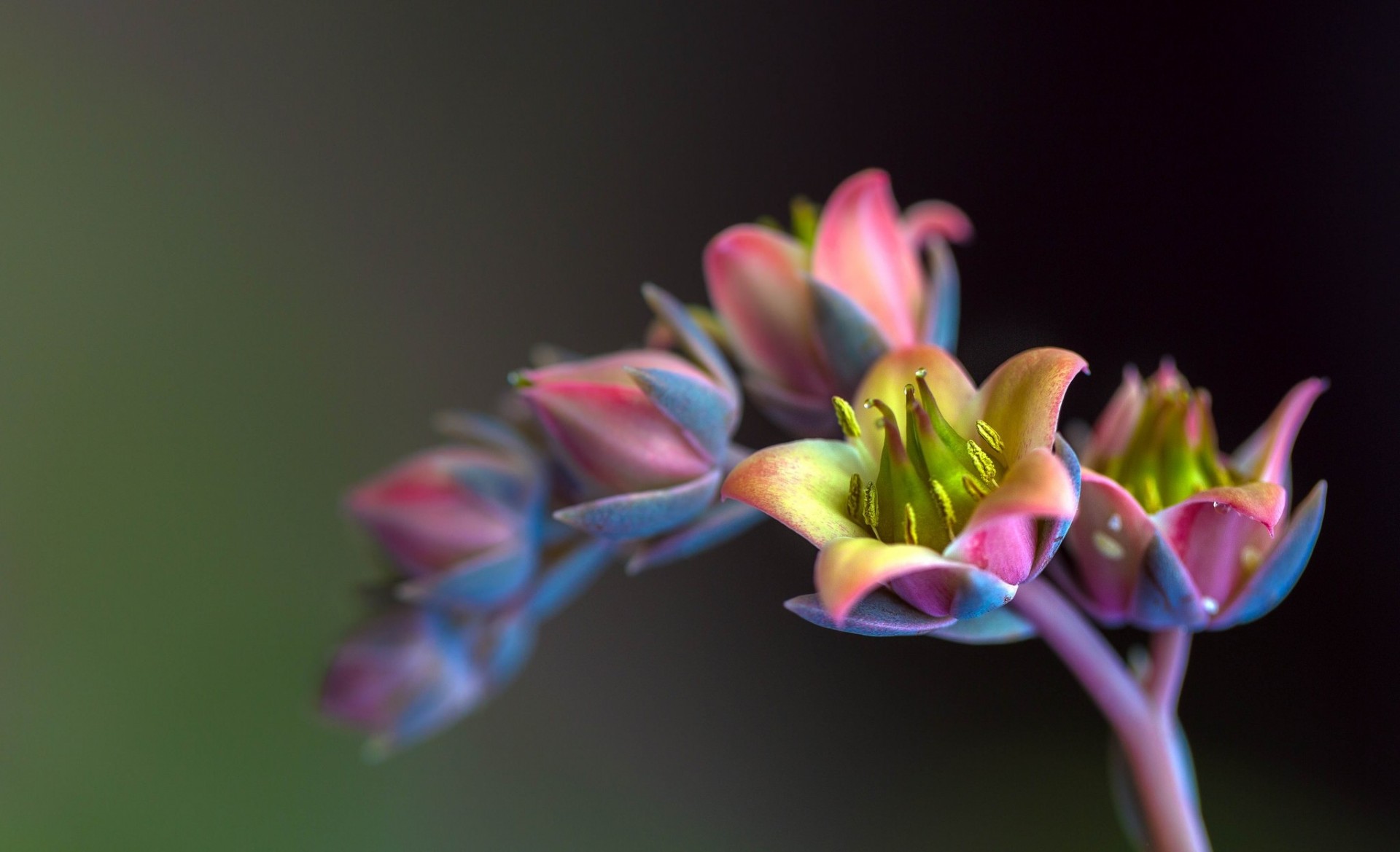 hintergrund blumen zweig