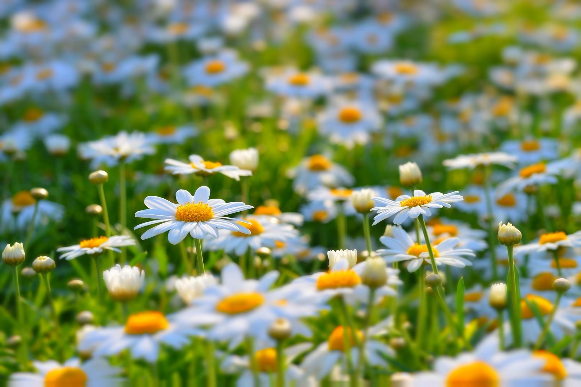 marguerites champ flou