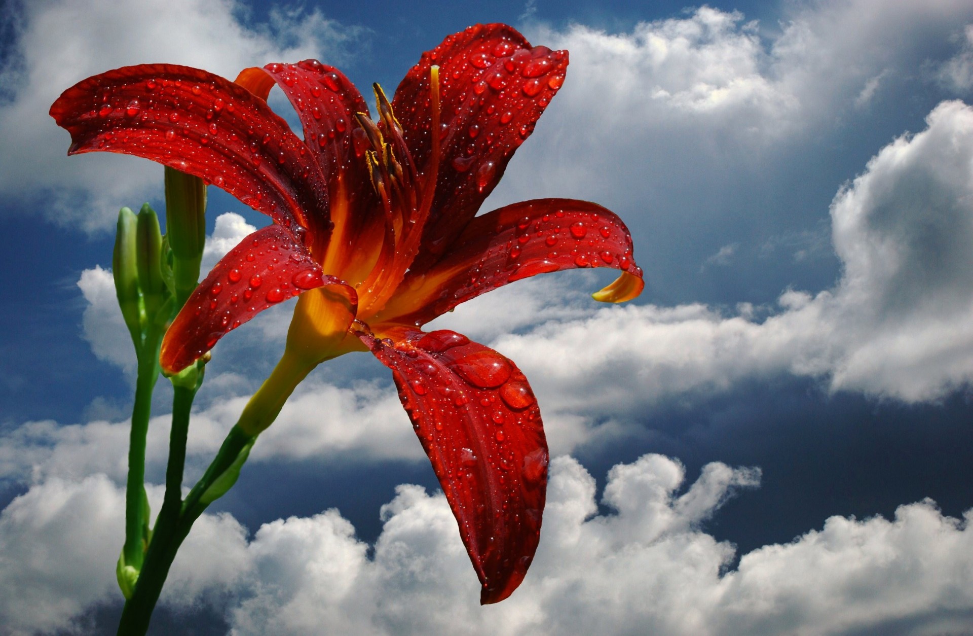 blume fällt wolken lilien himmel blütenblätter tau